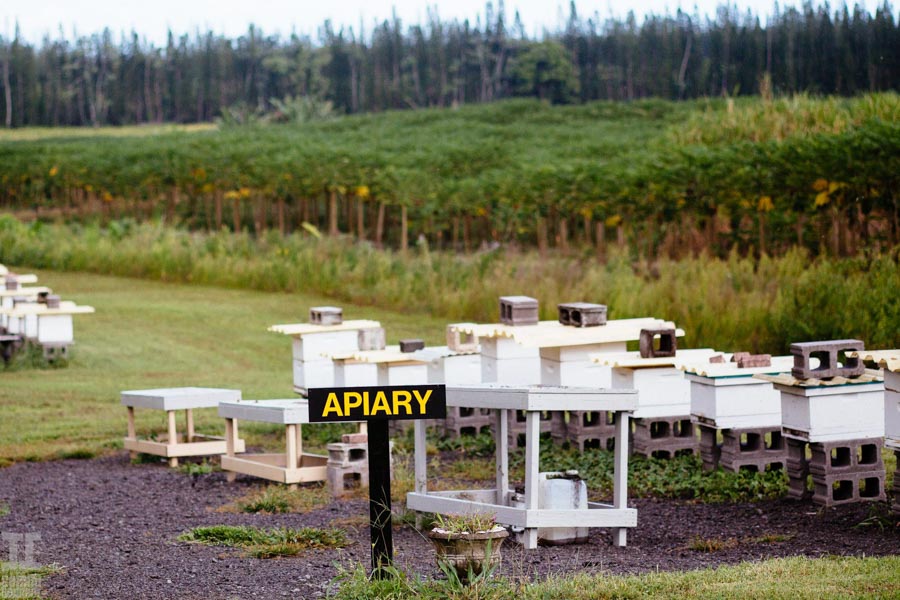 Beekeeping-in-Hawaii-7.jpg