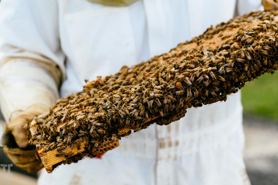Beekeeping in Hawaii at UH Hilo on the Big Island — Gemini Connect