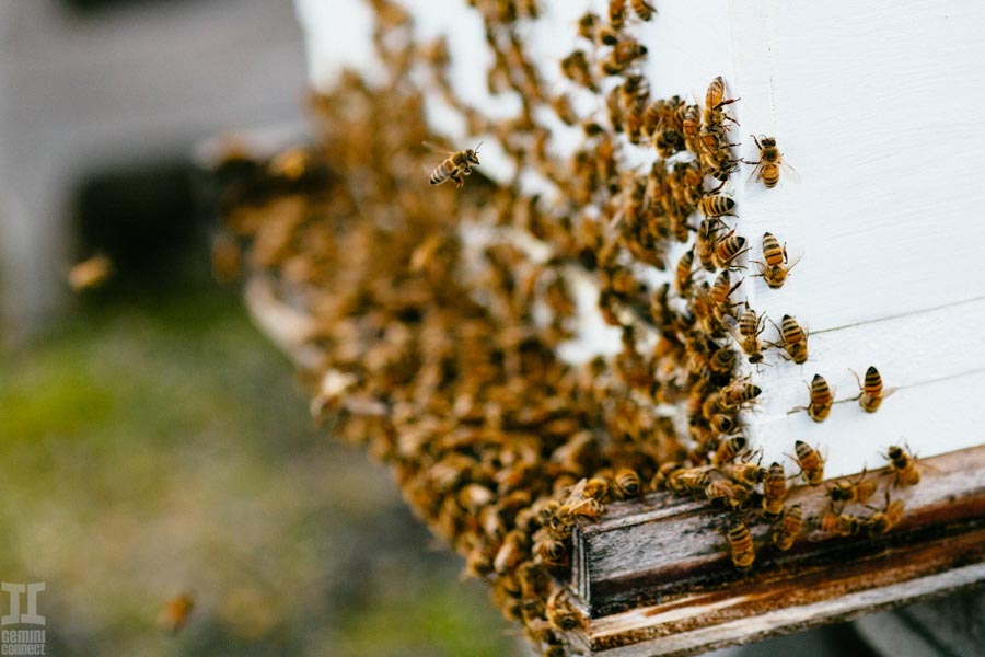 Beekeeping-in-Hawaii-17.jpg