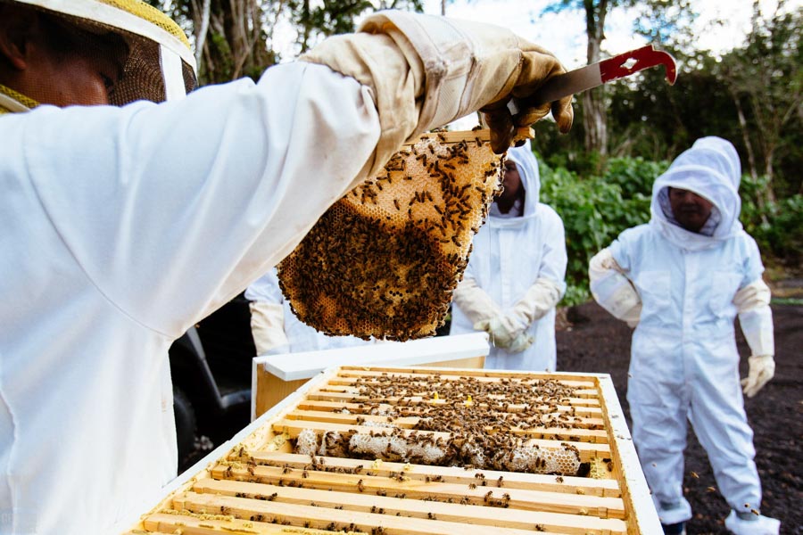 Beekeeping-in-Hawaii-18.jpg