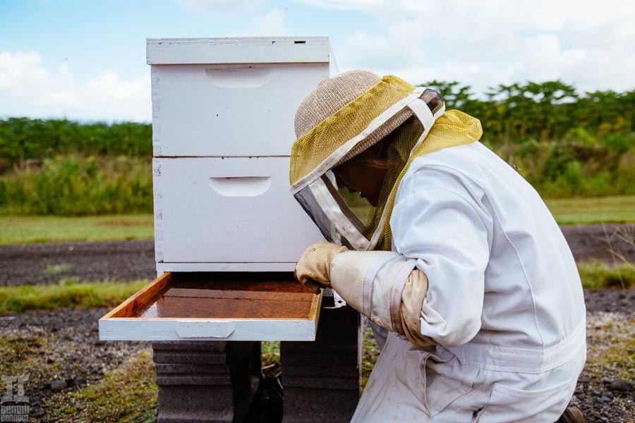 Beekeeping-in-Hawaii-20.jpg