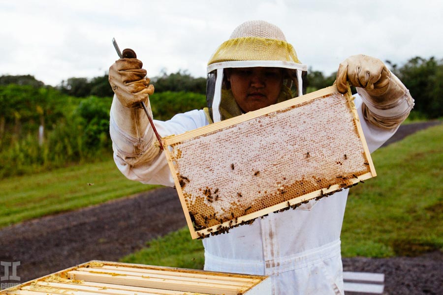 Beekeeping-in-Hawaii-22.jpg