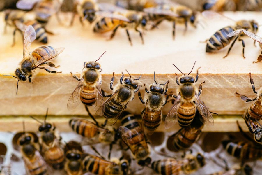 Beekeeping-in-Hawaii.jpg