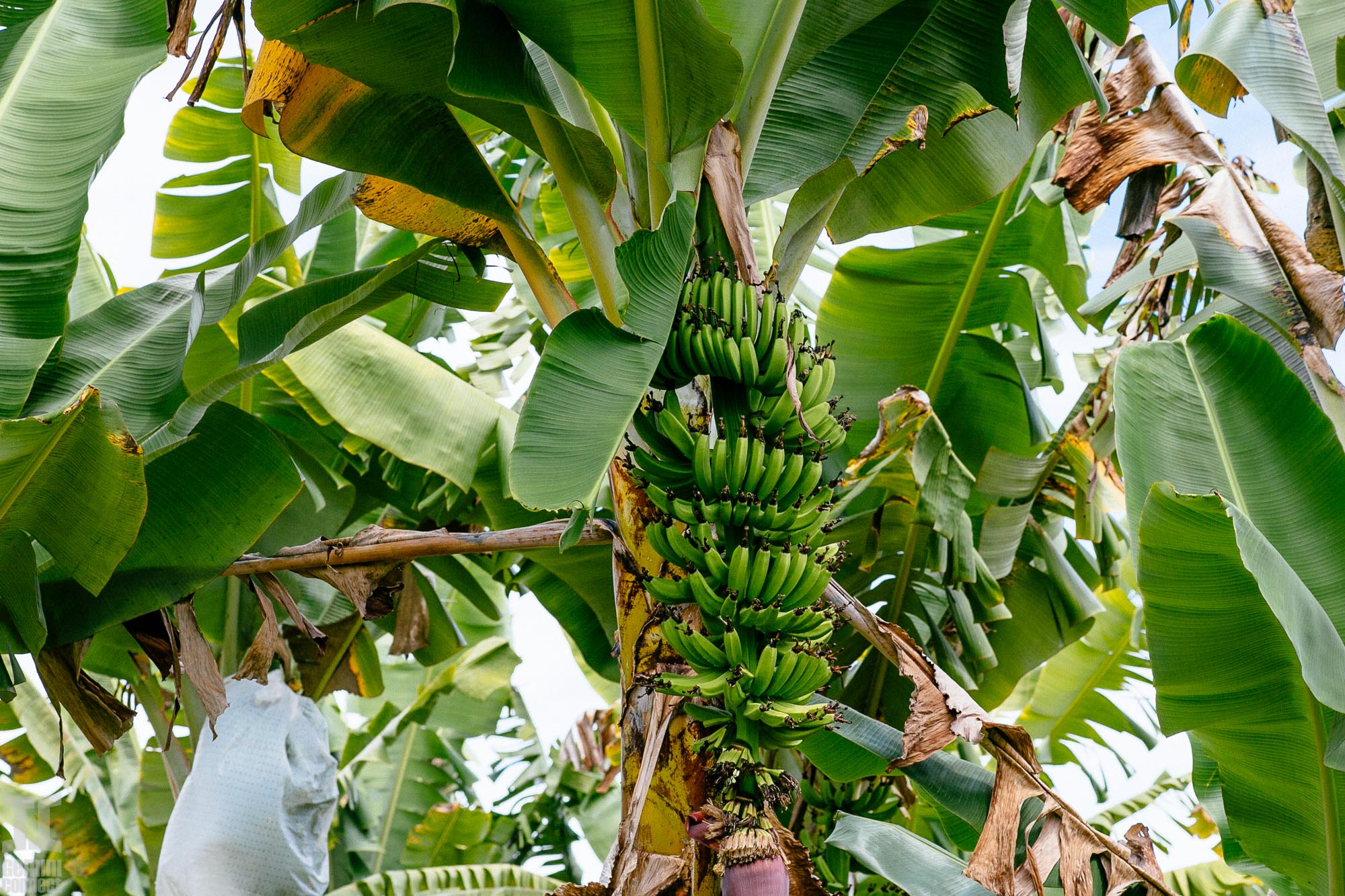 My banana day in Panama. Fresh and totally organic bananas from Rain  Forest. — Steemit