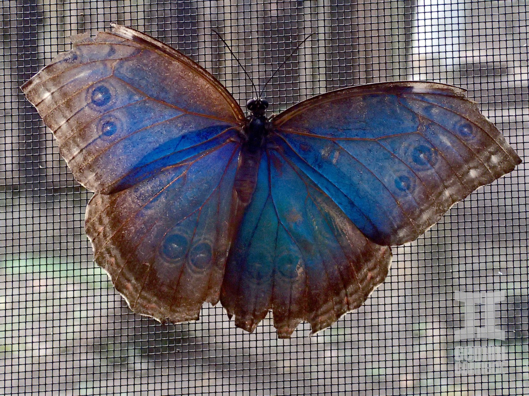 Butterfly-Blue-Morpho-01-e1393405126989.jpg
