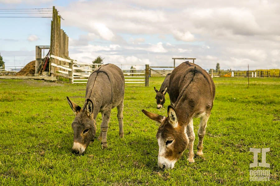 JF Ranch Miniature Donkeys — Gemini Connect