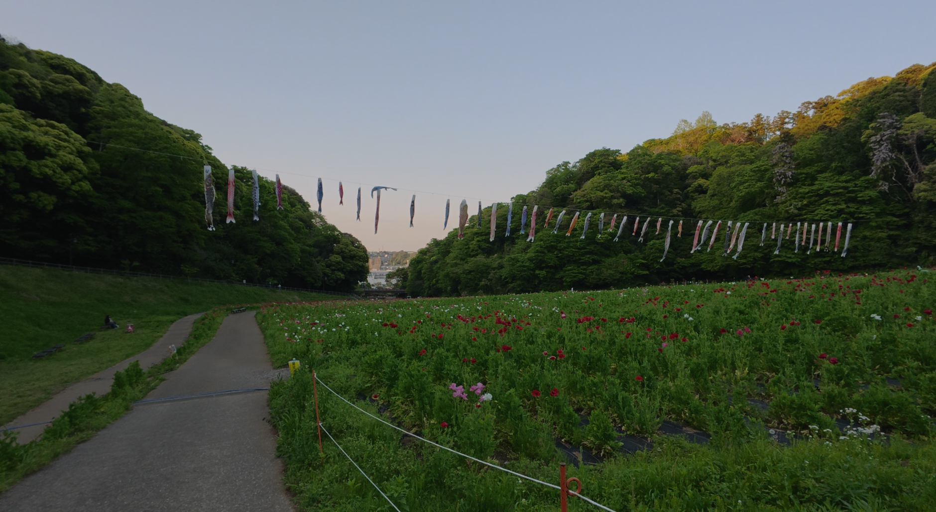 Poppies in bloom at Kurihama Flower Park.