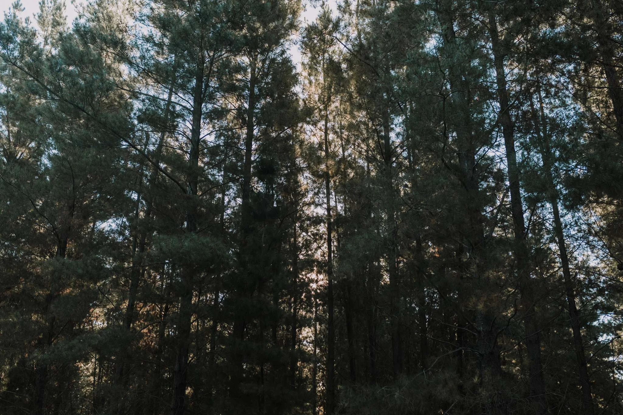 _42A4886.jpg