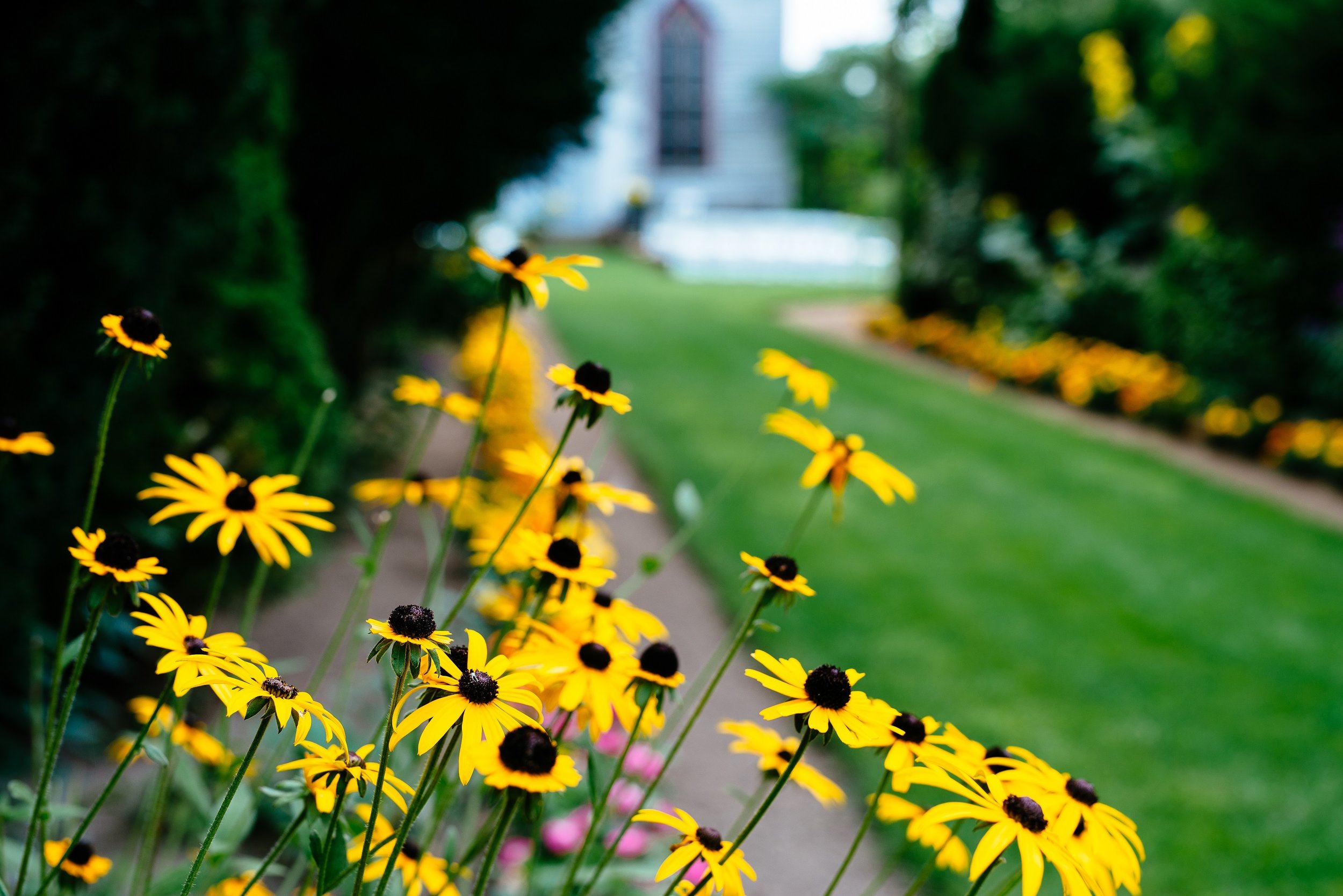 Bridal Path Flowers