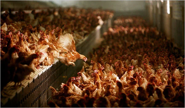 Under misleading welfare labels, confinement operations like this one sell their eggs as “cage-free.” (photo: Sally Ryan, New York Times)
