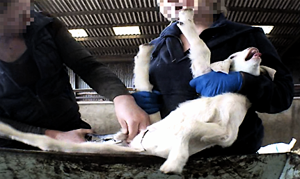 Workers castrating goat kid without anesthesia. (photo: viva.org.uk)