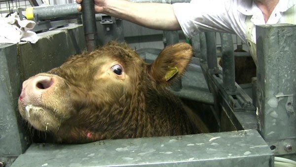 At the slaughterhouse, cows are stunned by having a long, retractable bolt shot into their brains before their throats are slit. Many are terrified. All desire to go on living. (photo: CCTV for all slaughterhouses)