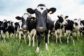 cows.png