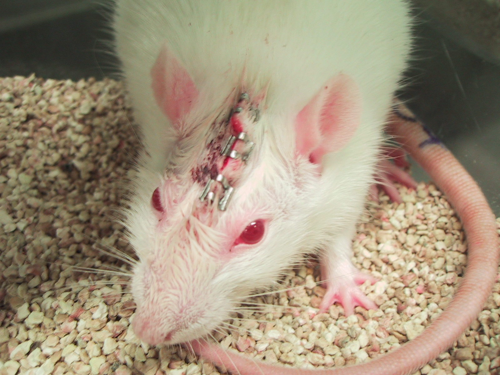 animal testing — ny farm animal save