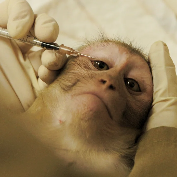 animal testing.jpg