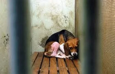 occupyforanimals.net