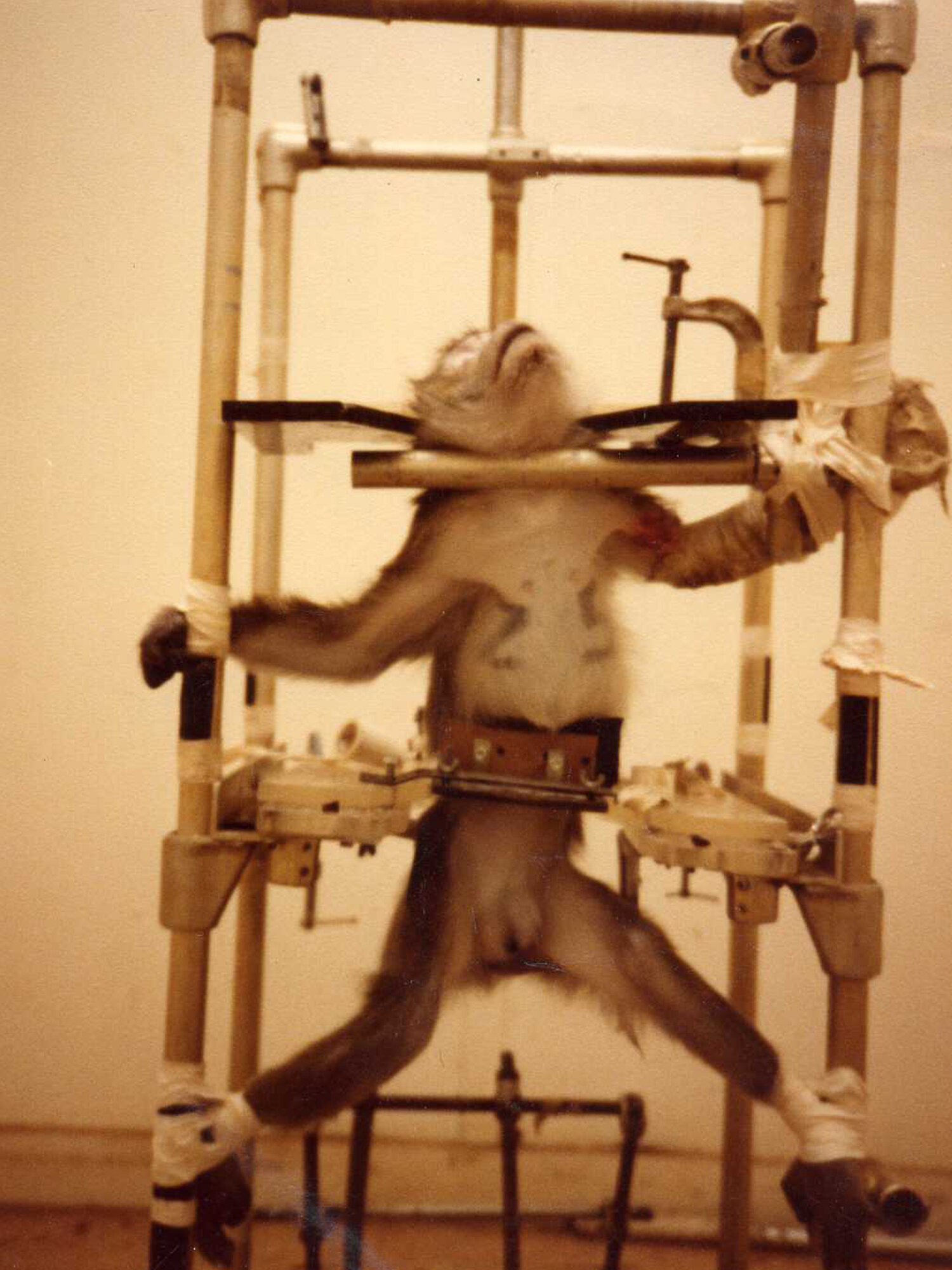 monkey taped up.jpg