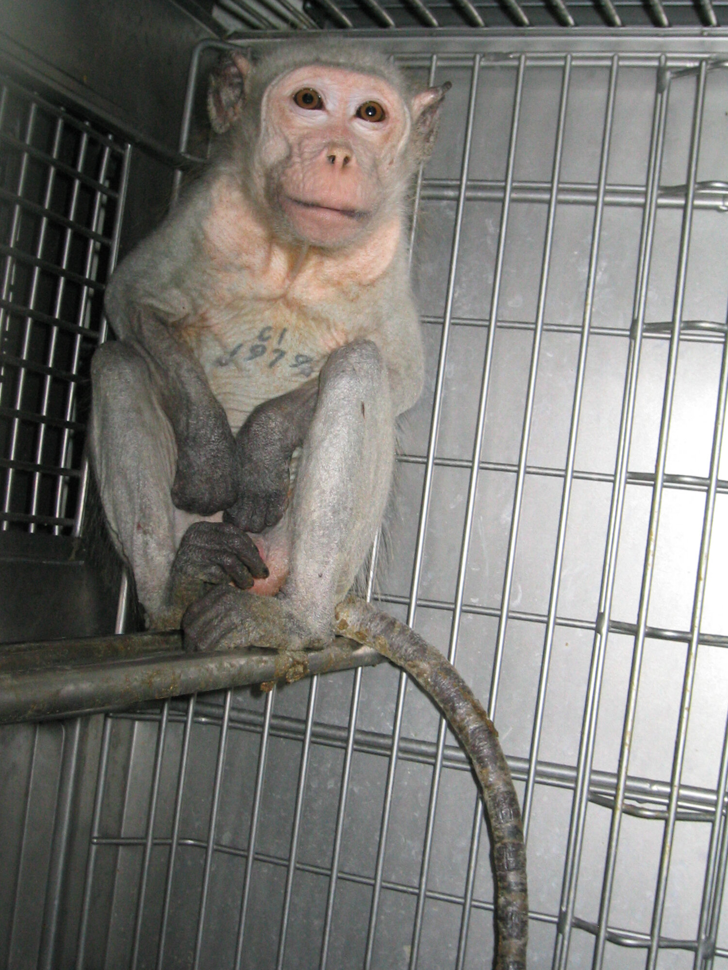 lab monkey with tattoo.jpg