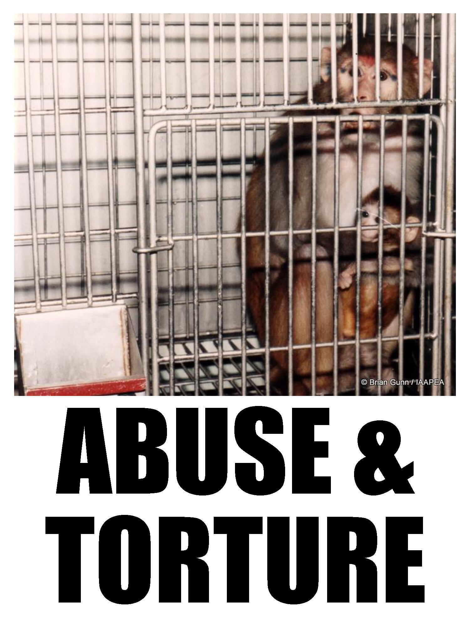 abuse & torture - monkeys.jpg