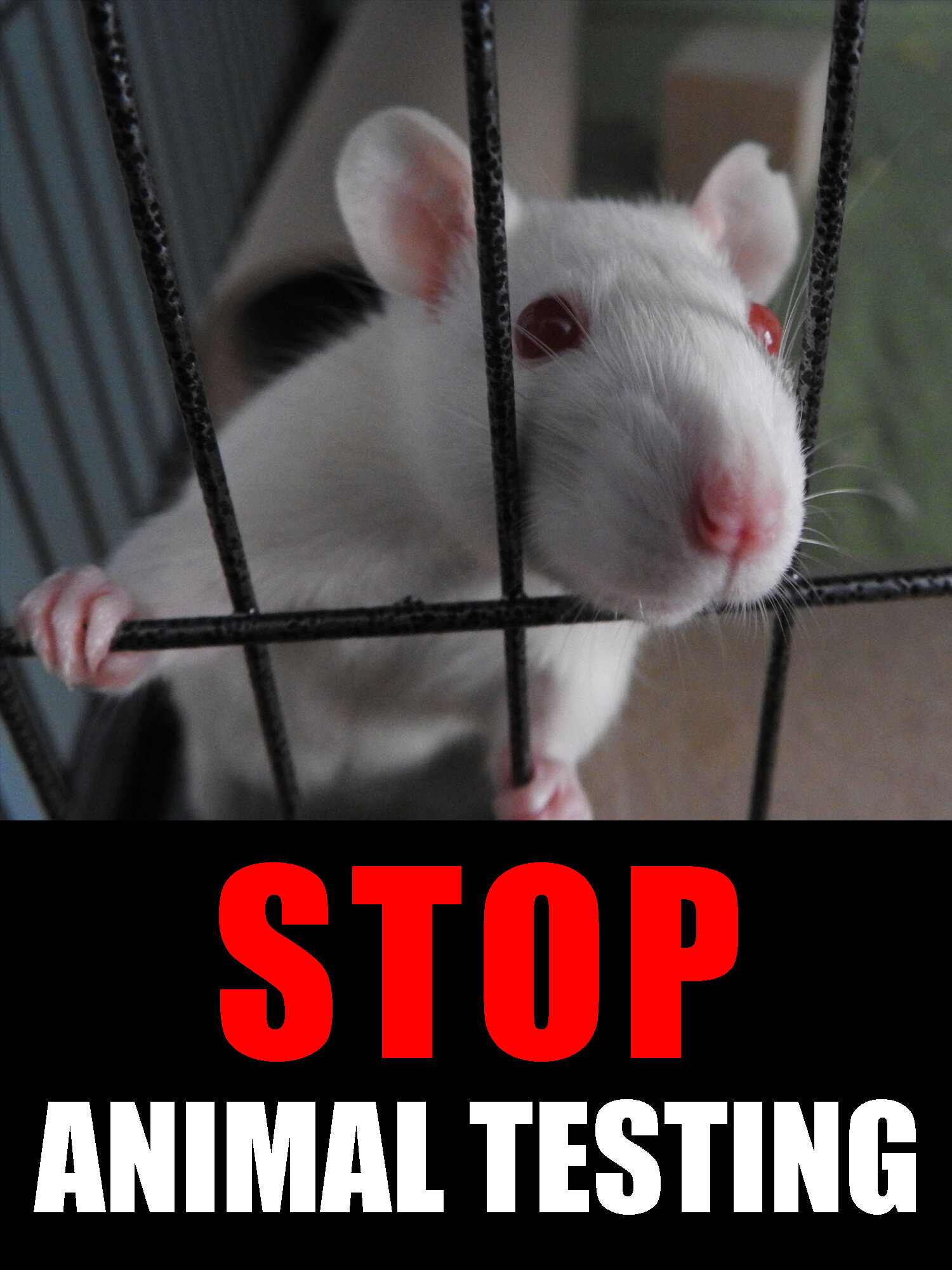 stop animal testing - lucy.jpg