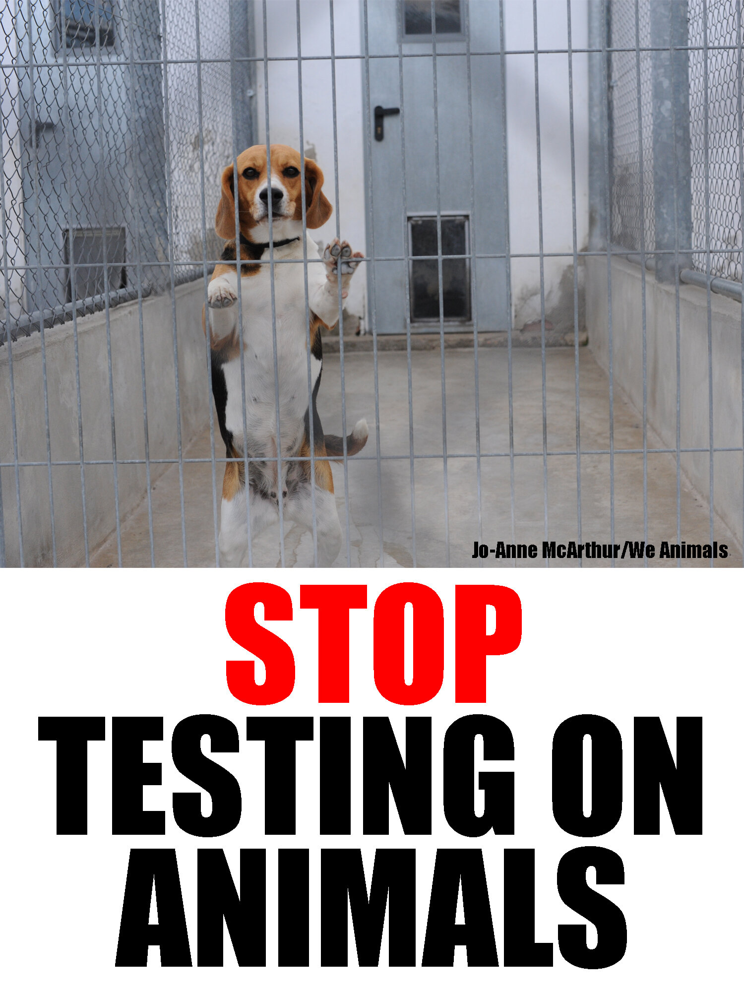 stop testing on animals - beagle.jpg