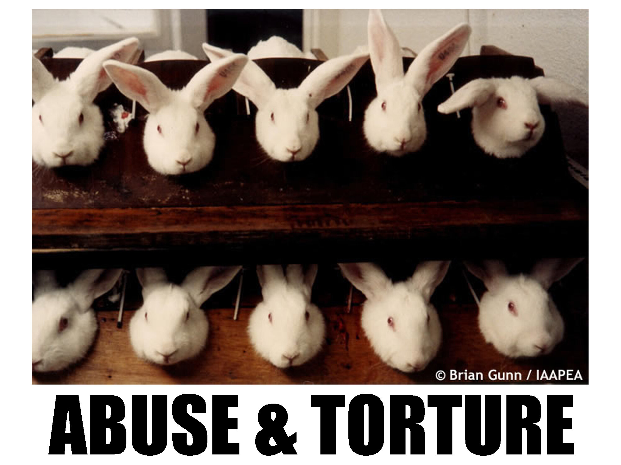 abuse & torture - rabbits.jpg