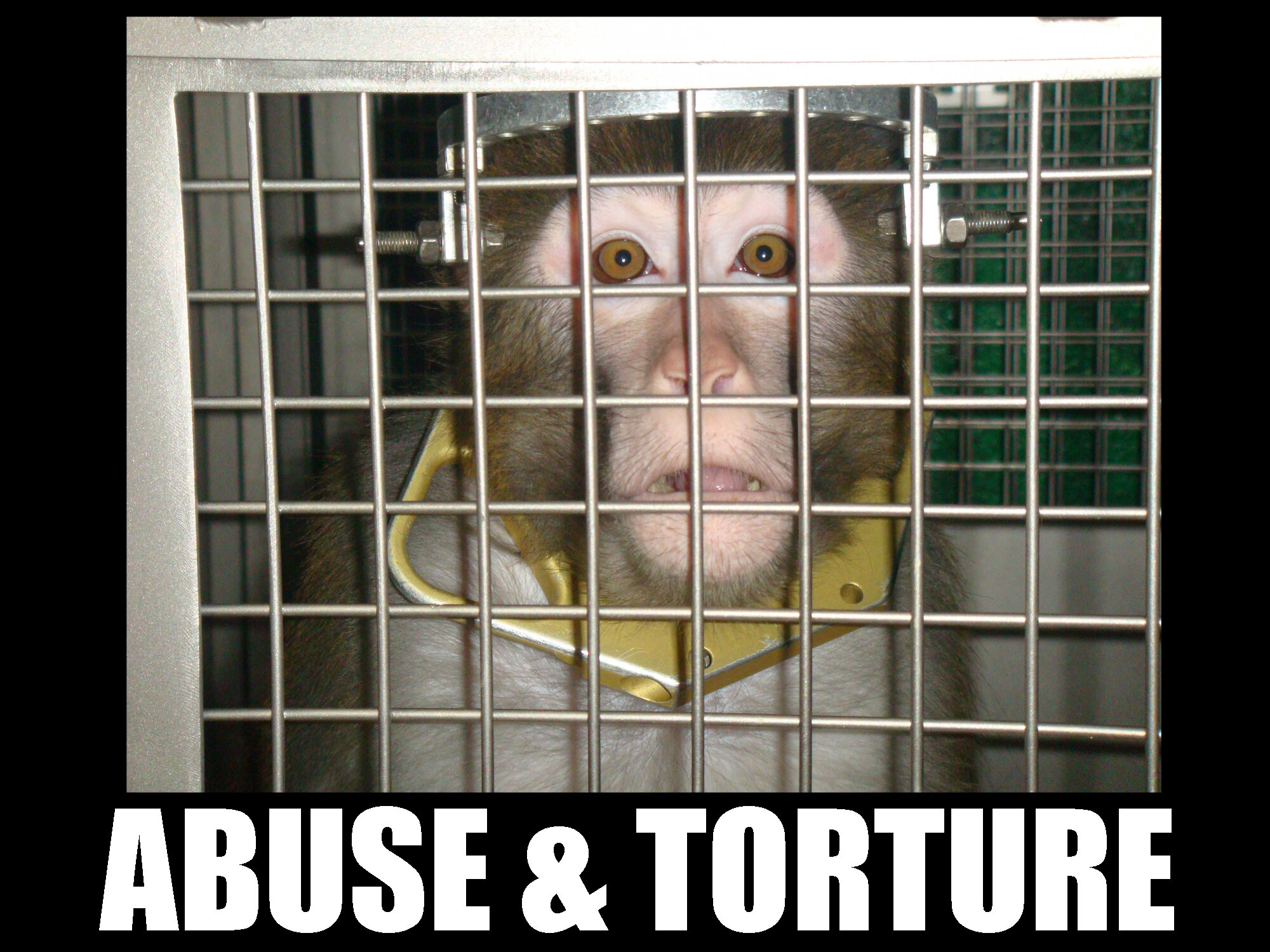 abuse & torture - single monkey.jpg