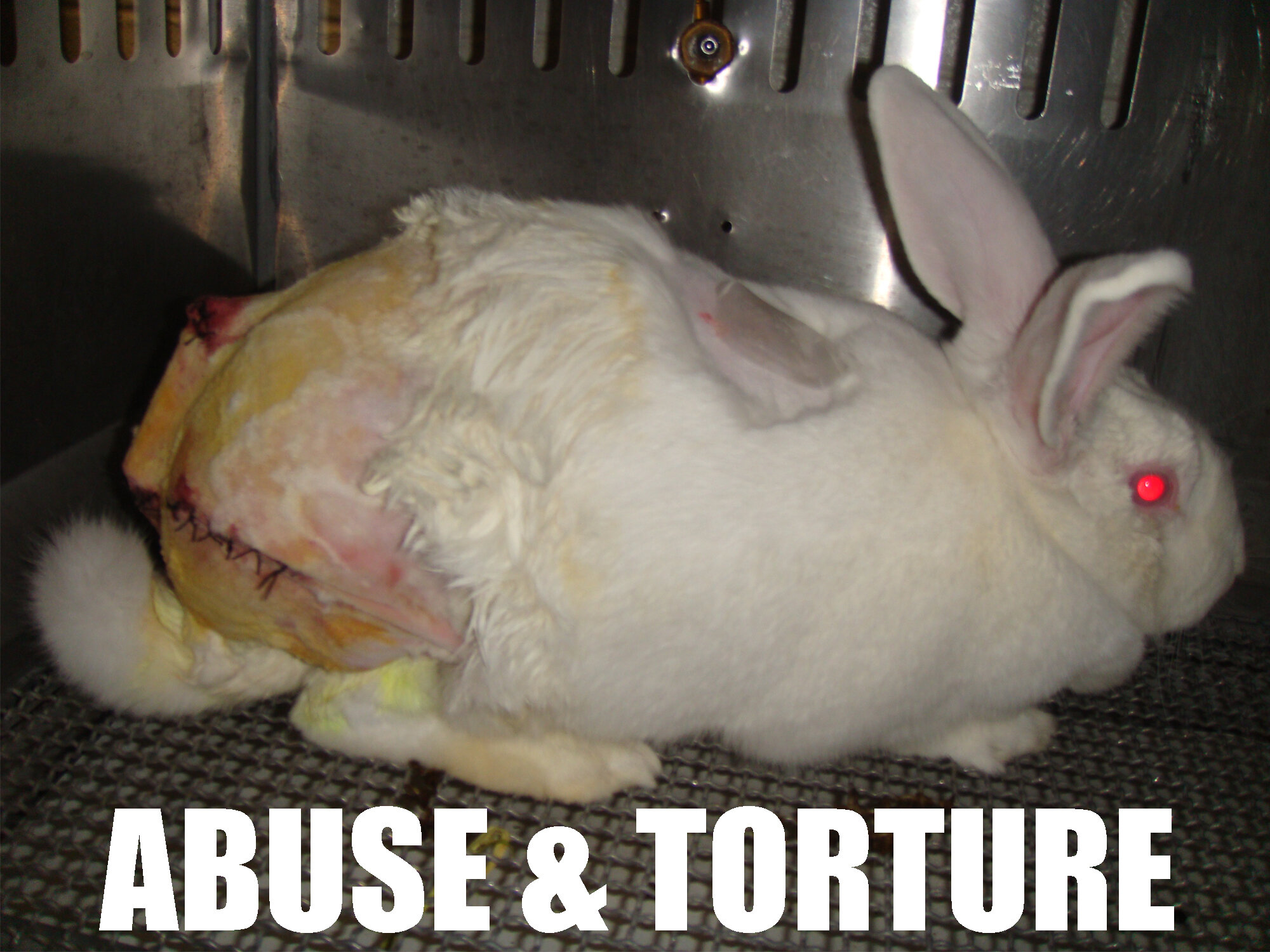 abuse & torture - single rabbit.jpg