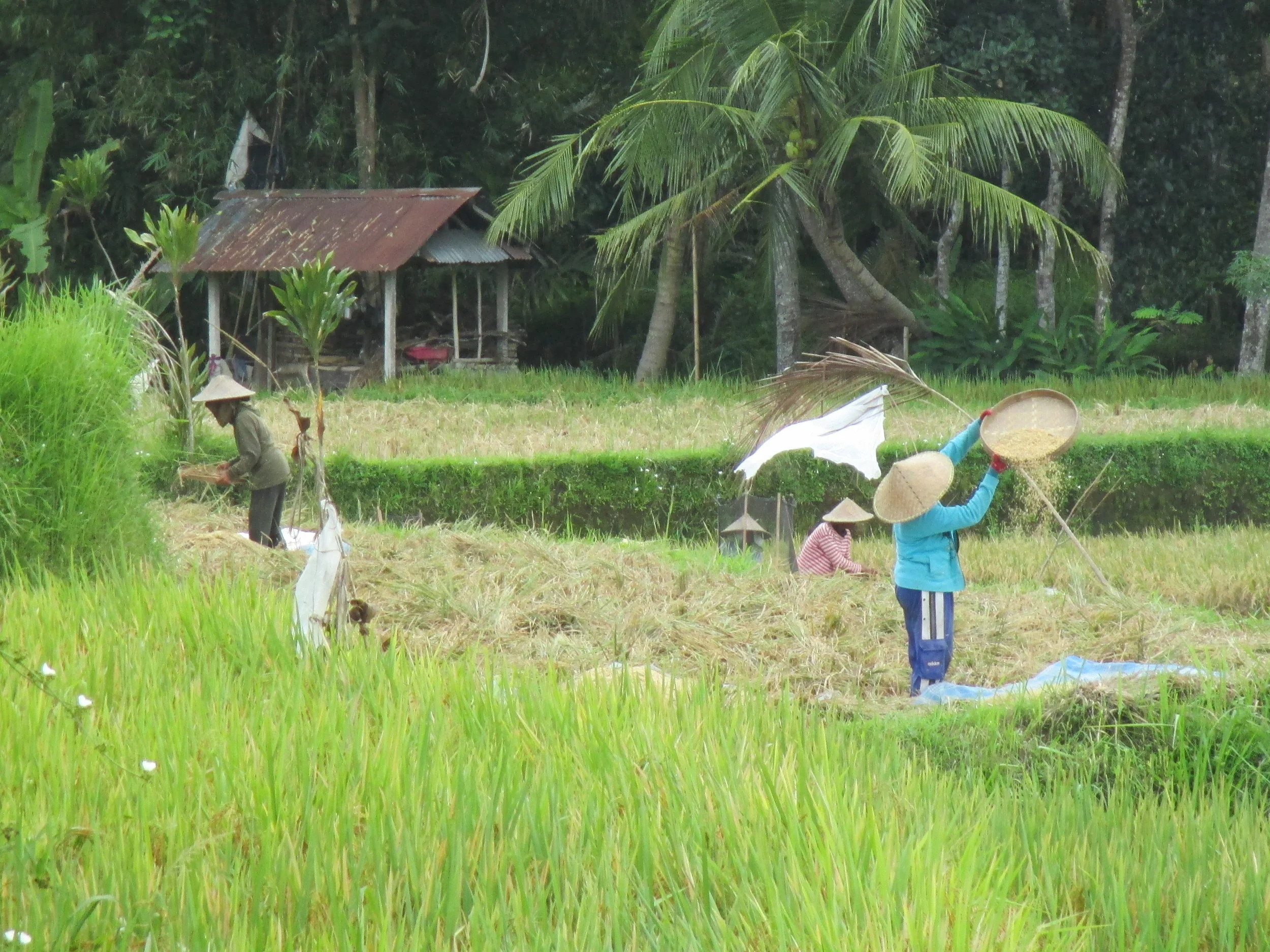 Bali 2015 477.JPG