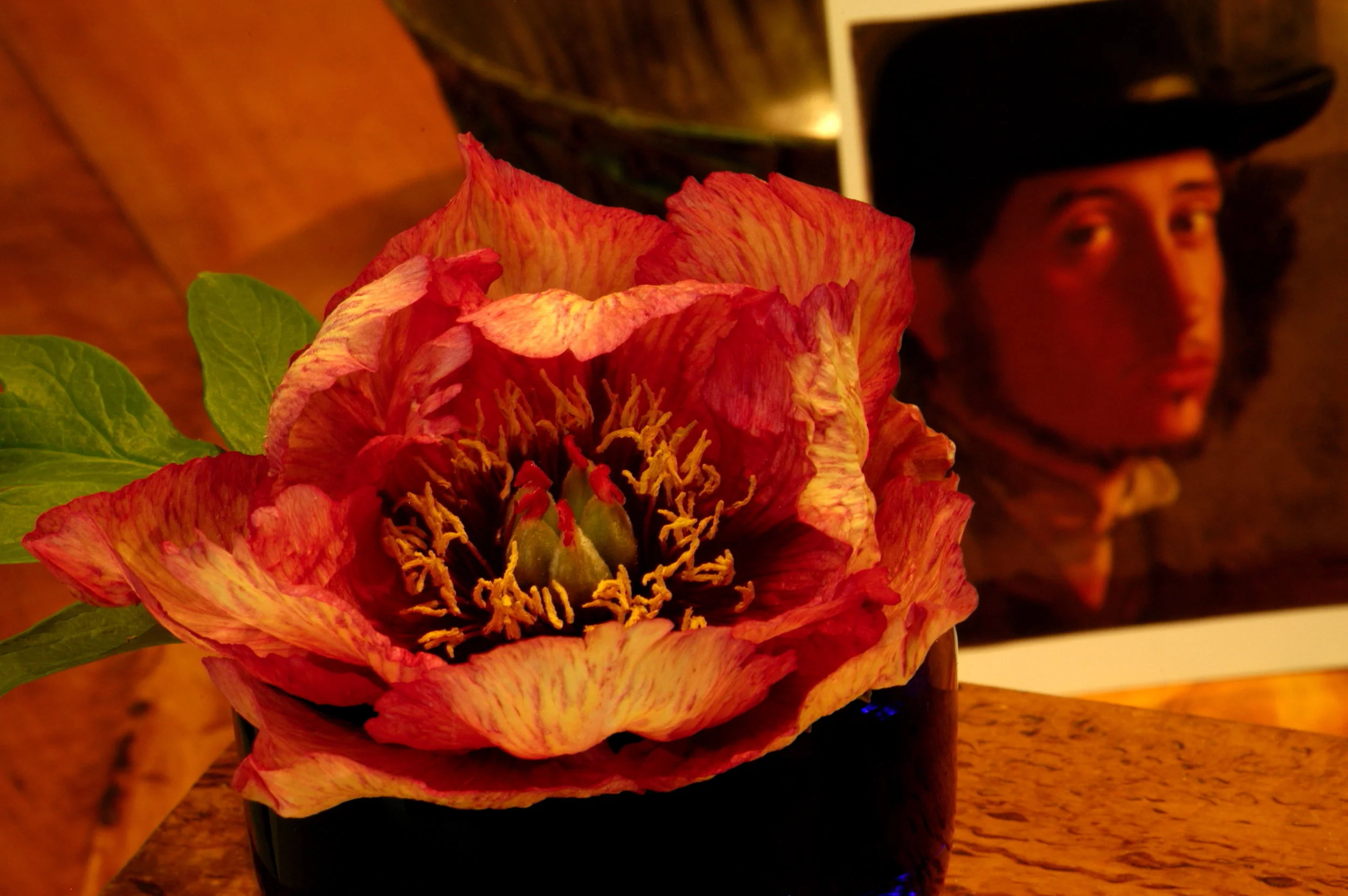 Tree Peony 'Gauguin', 2006