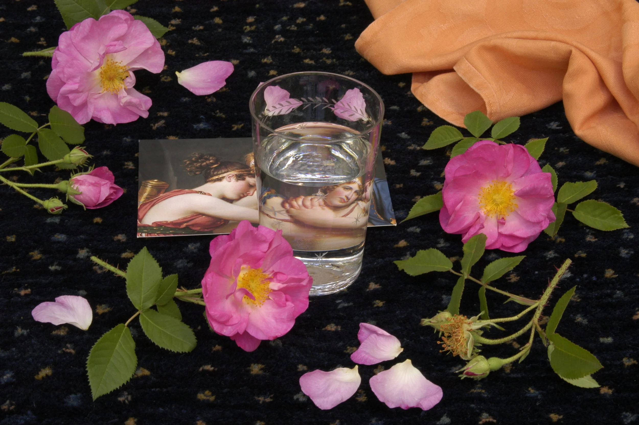 Rose, 'Belle Amour', 2006