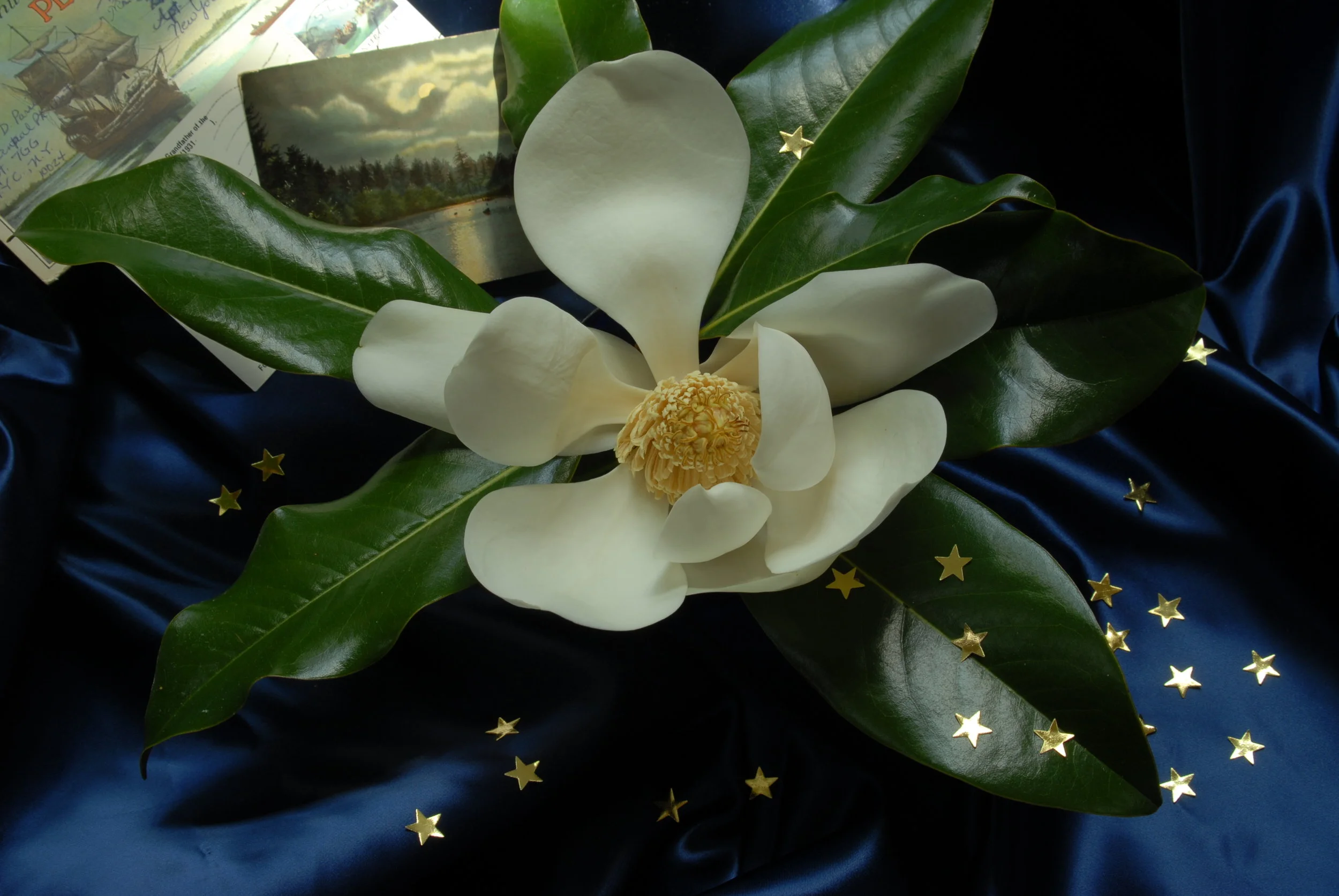 Magnolia 'Little Gem', 2005