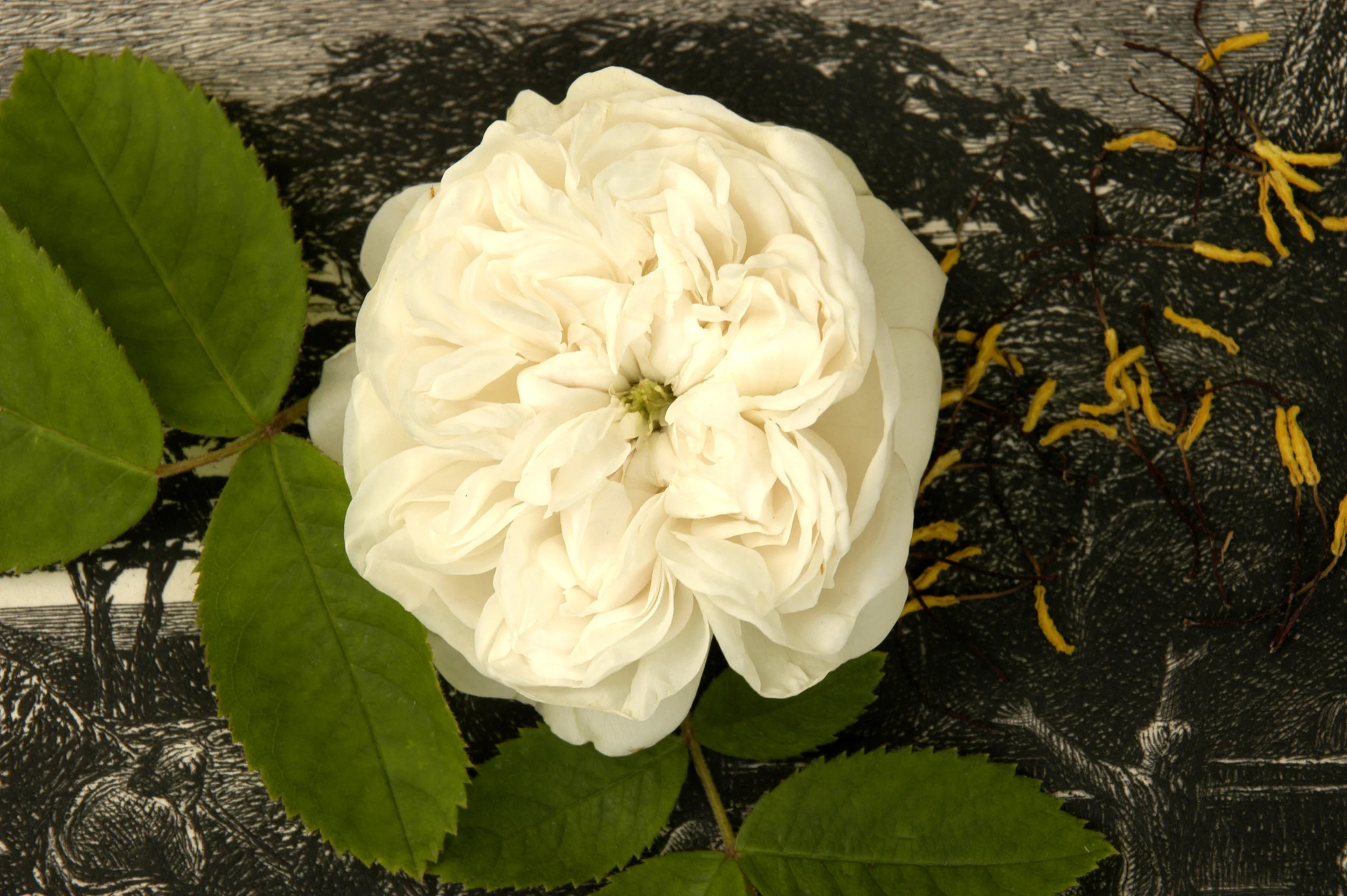 Rose 'Mme. Hardy', The Green Eyed Bewitcher, 2006