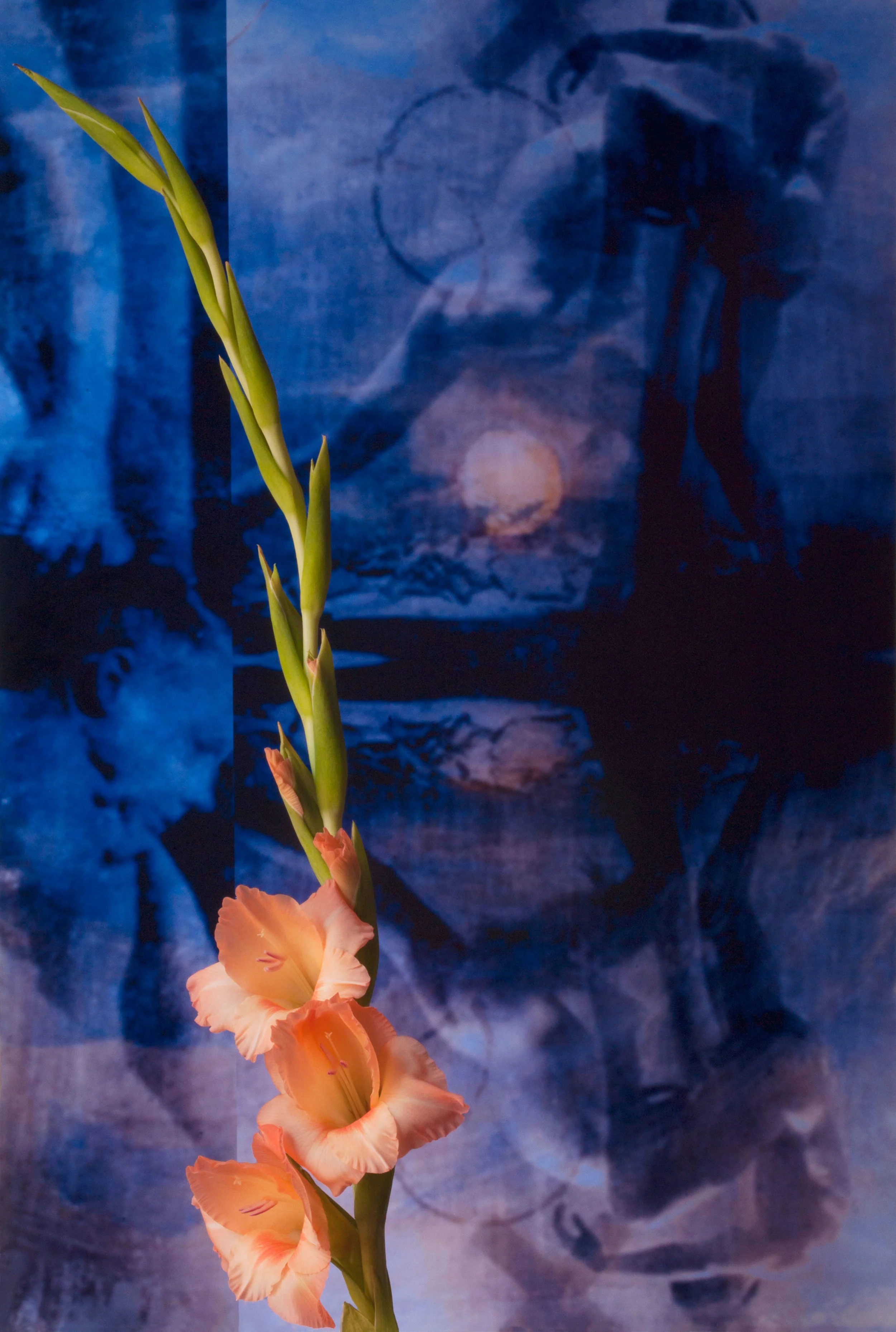 Gladiola, 2014