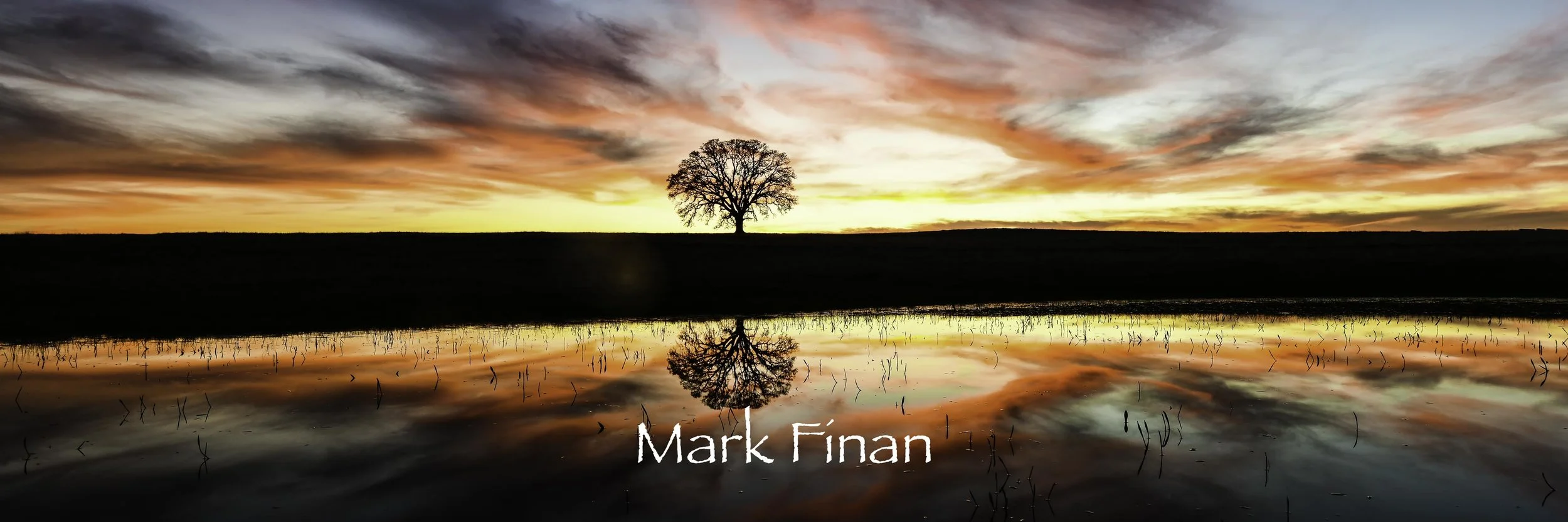 oak tree reflections