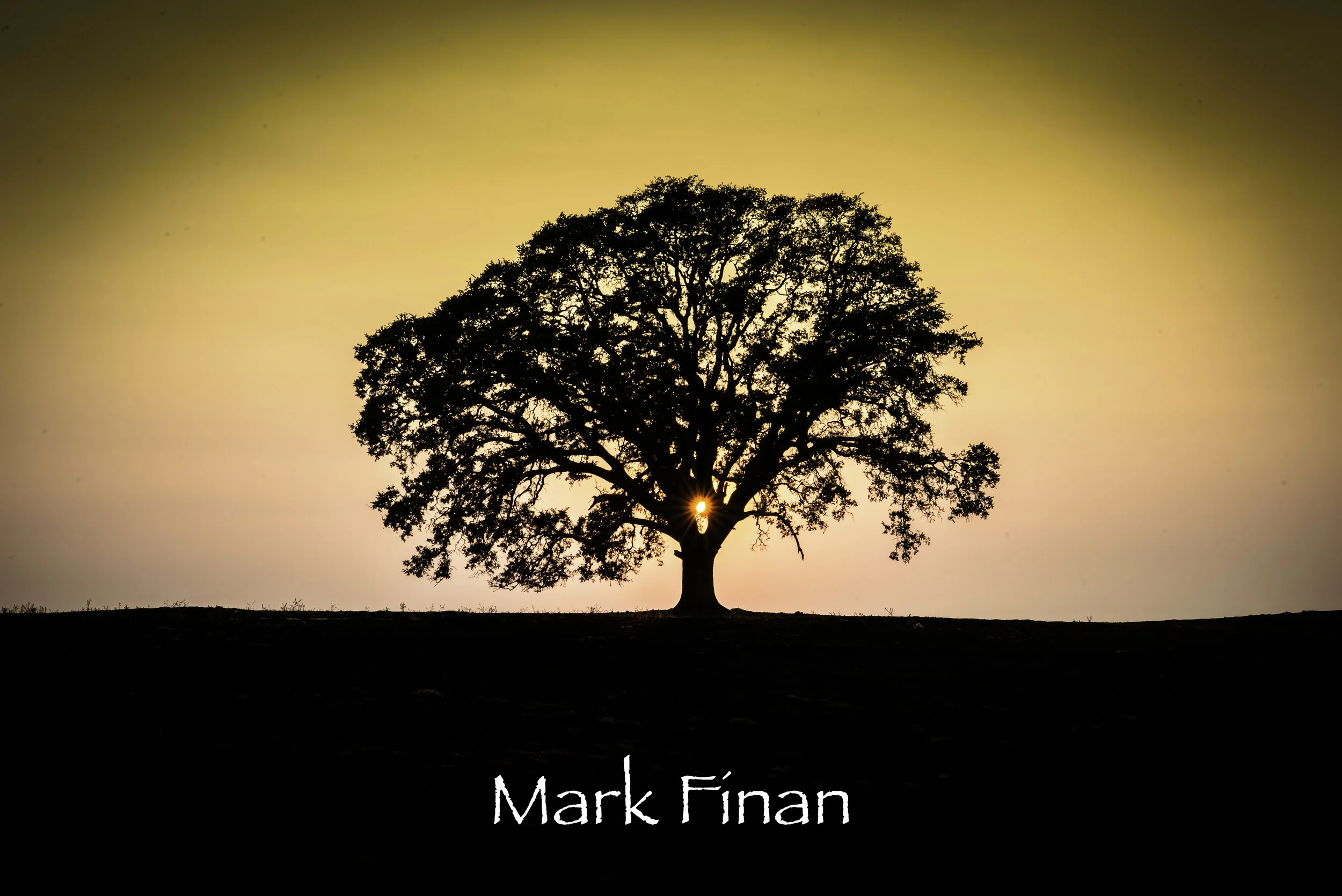 Oak Silhouette.jpg