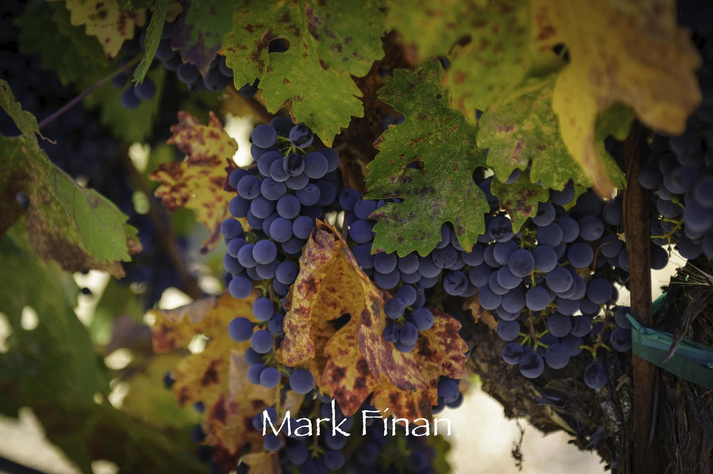wine3.jpg