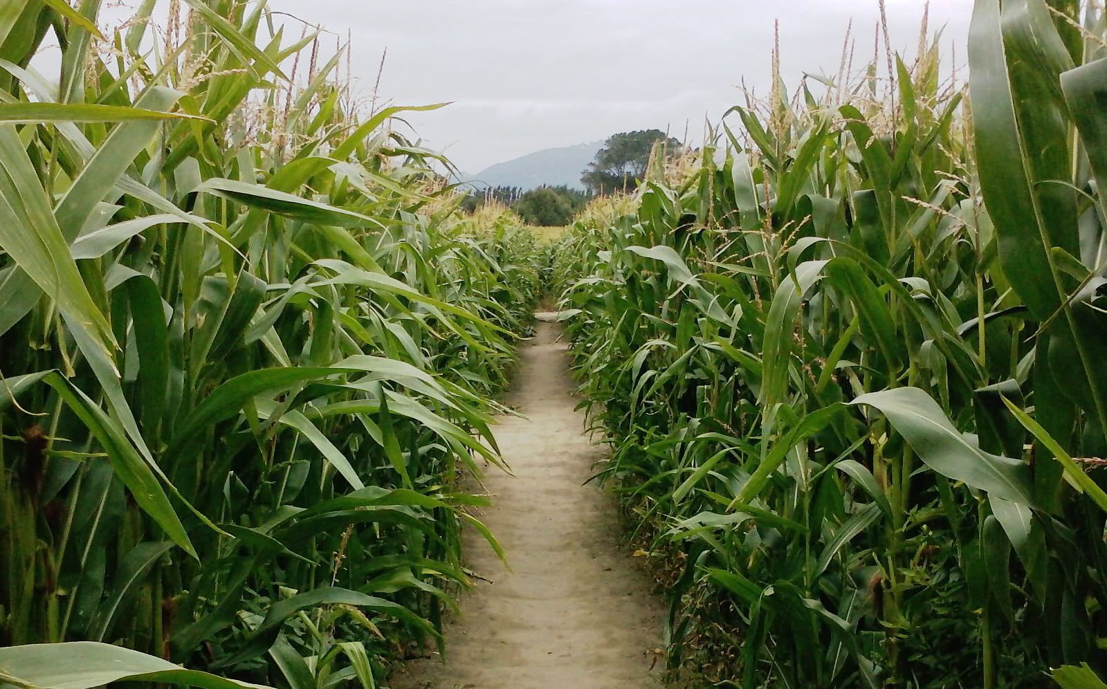 corn maze button.jpg