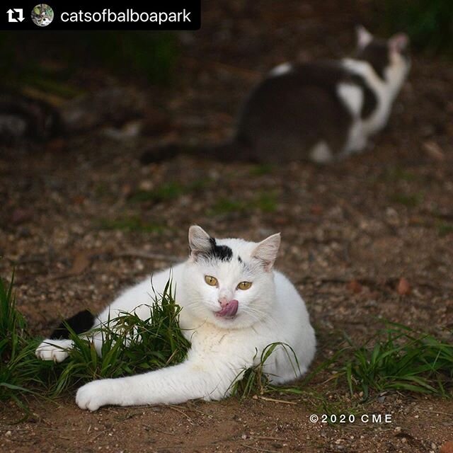 Sorry about falling behind on our adoptable cat posts. Get your cat fix at @catsofbalboapark
We love this feed!

Repost
・・・
Don&rsquo;t let Stella fool you, she&rsquo;s diminutive but tough. She had kittens last year and they were put up for adoption