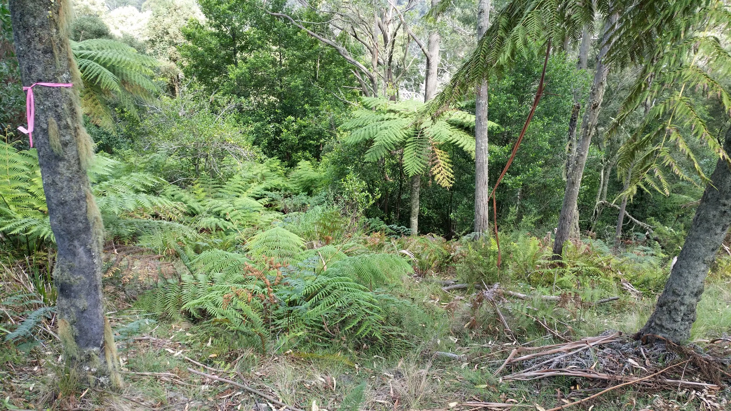 Bushland.jpg