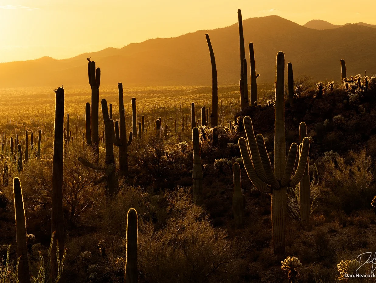 BacklitSaguaros.jpg