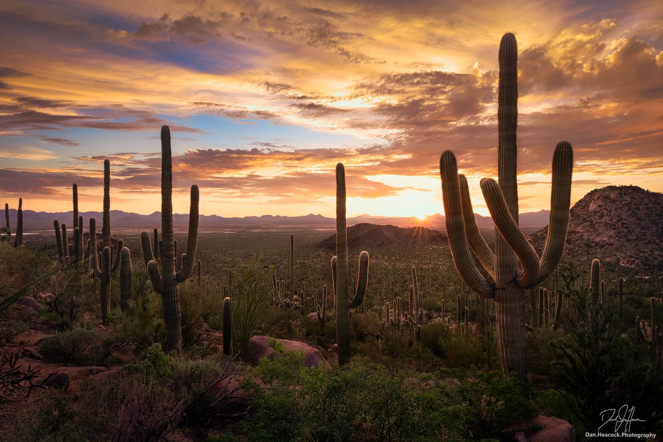 saguaro_sentinels.jpg