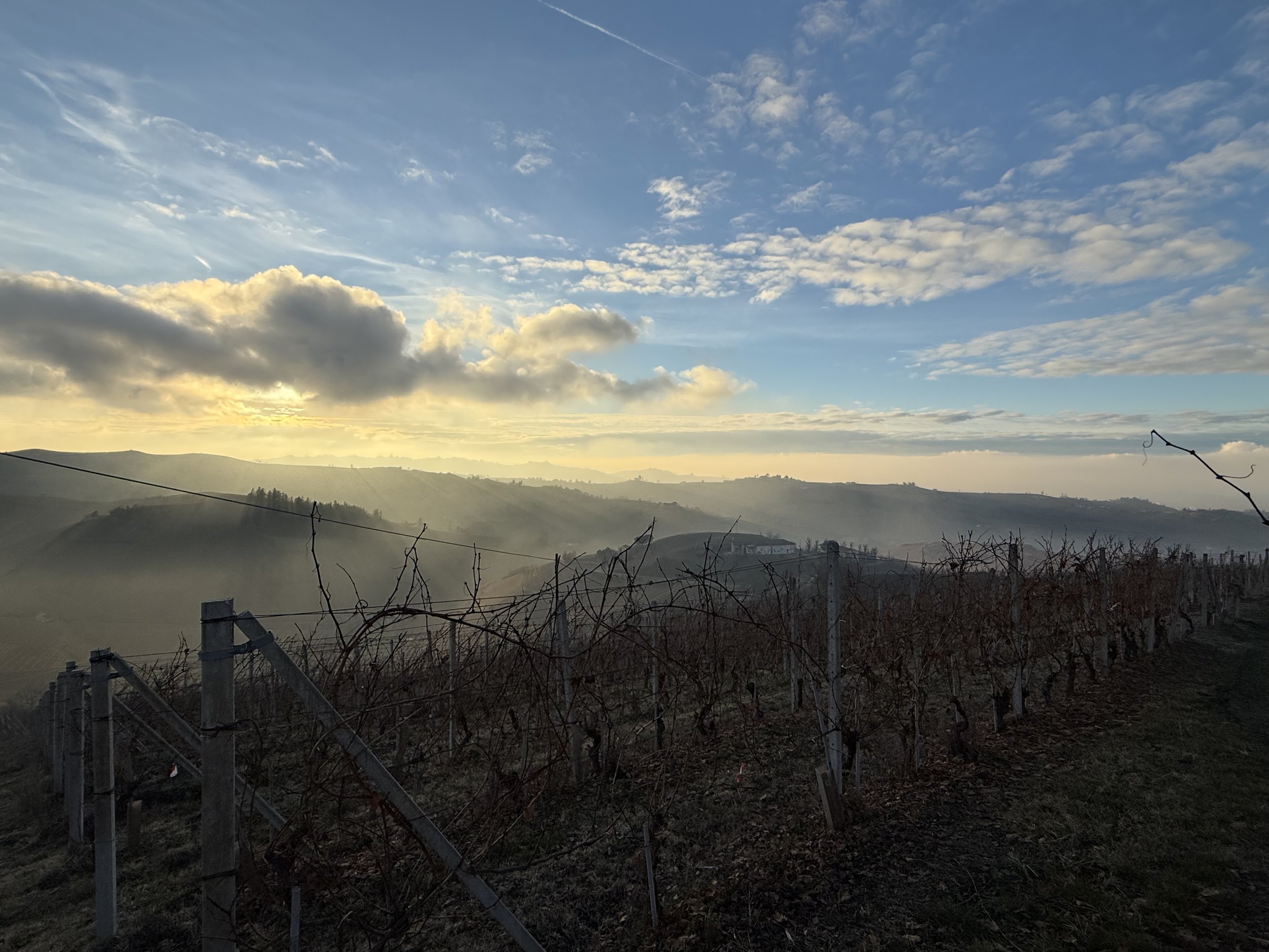 vineyard.jpg