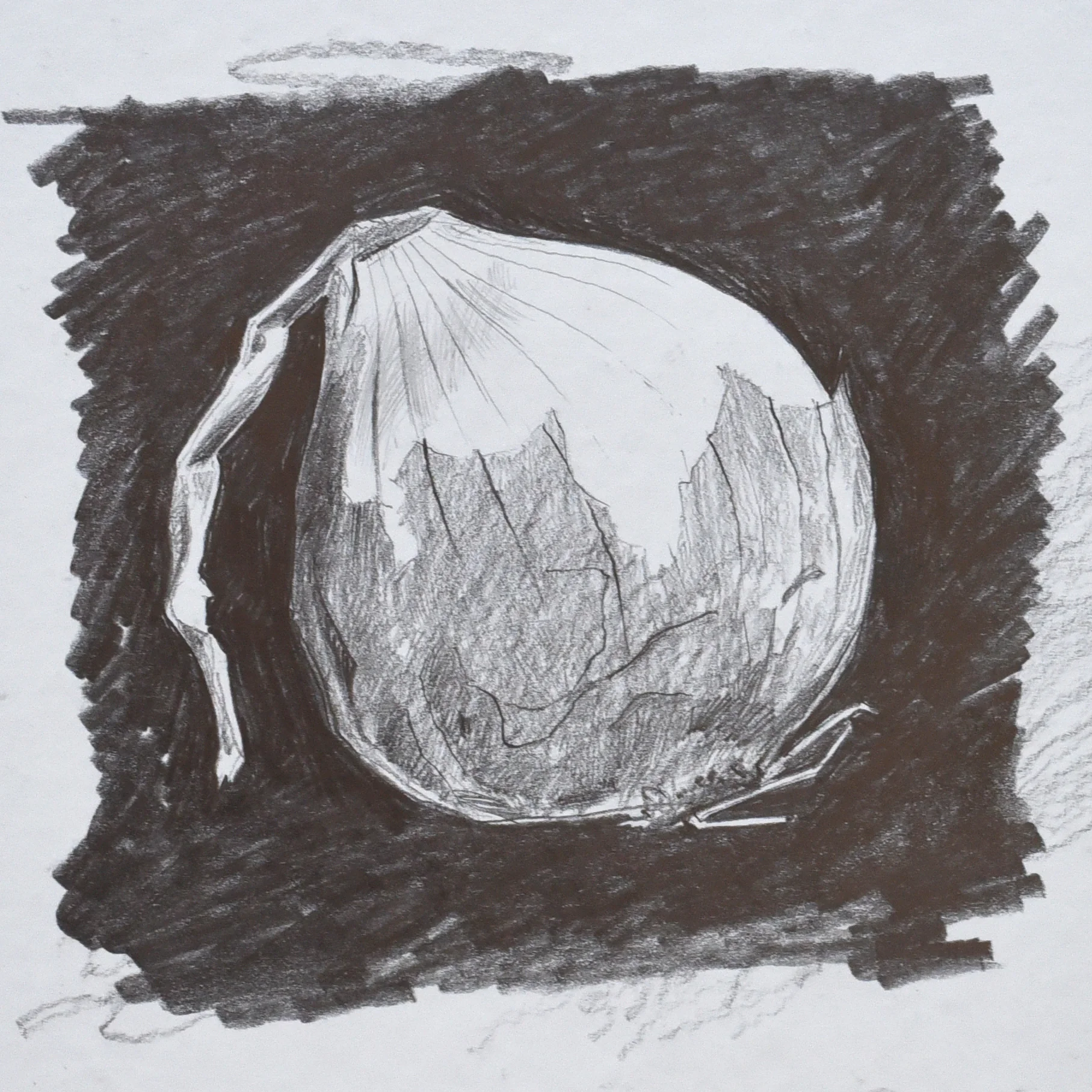 Charcoal drawing of an onion