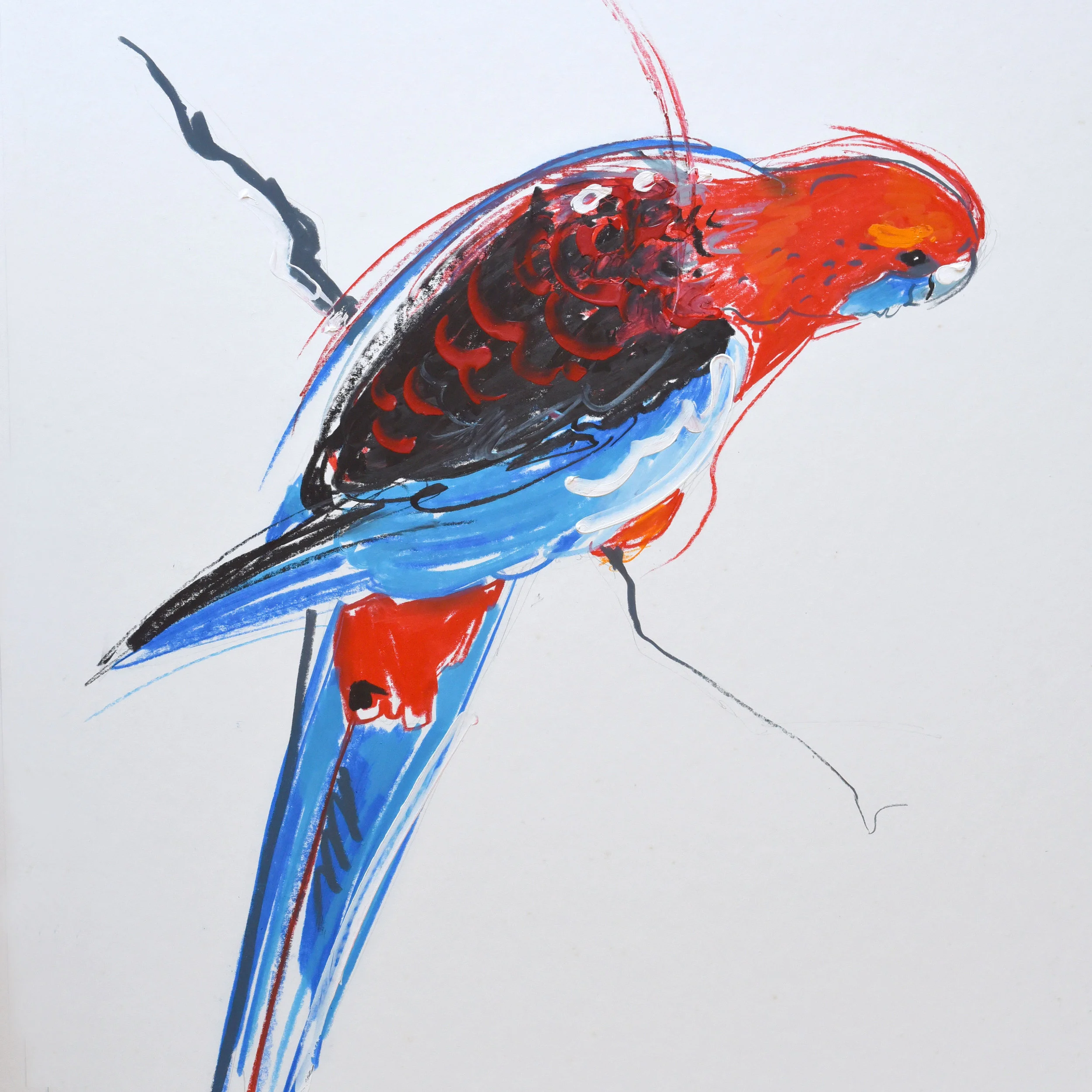 Crayon and pencil drawing of a red and blue parrot