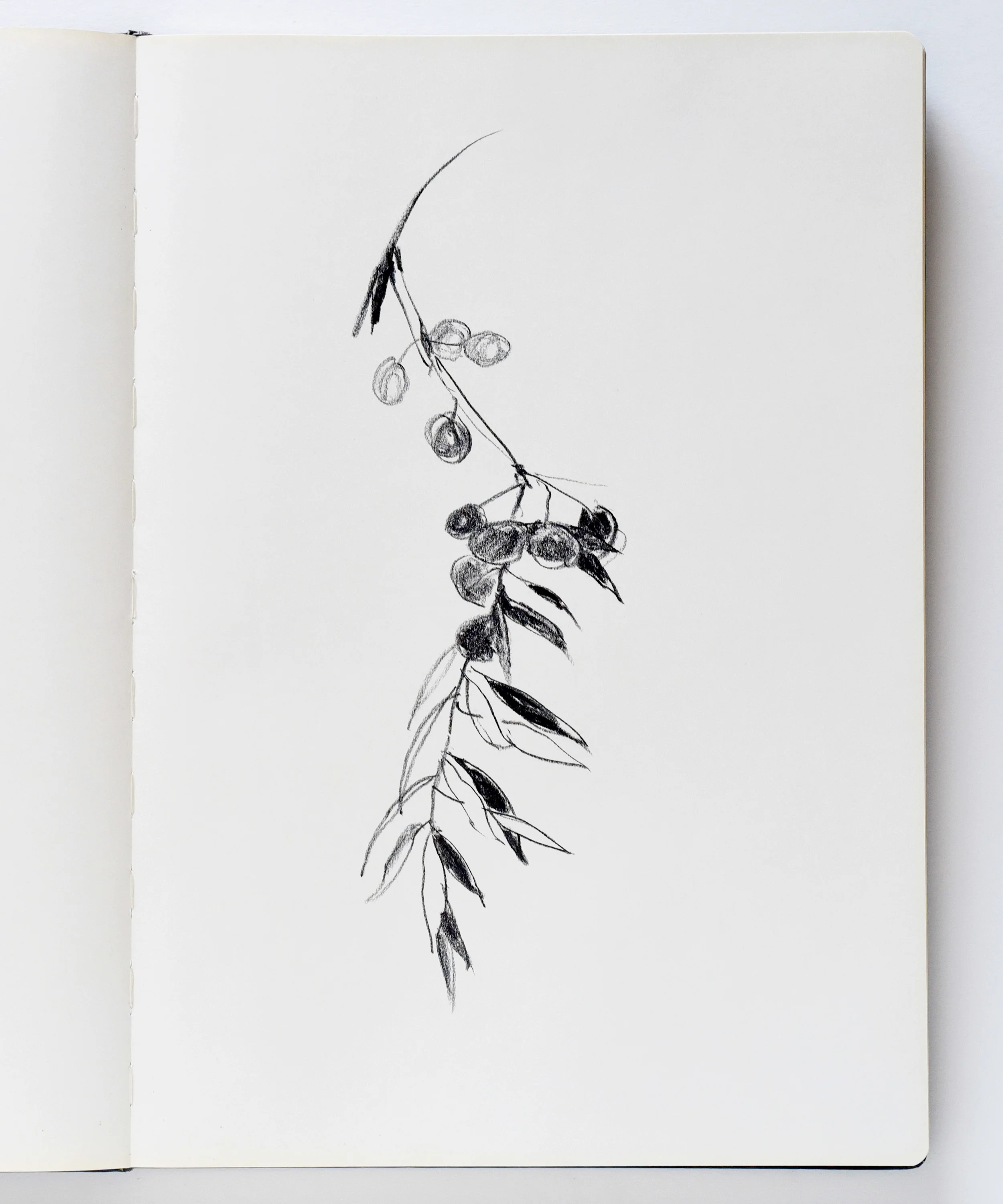 Drawing of olives in Saint-Remy-de-Provence