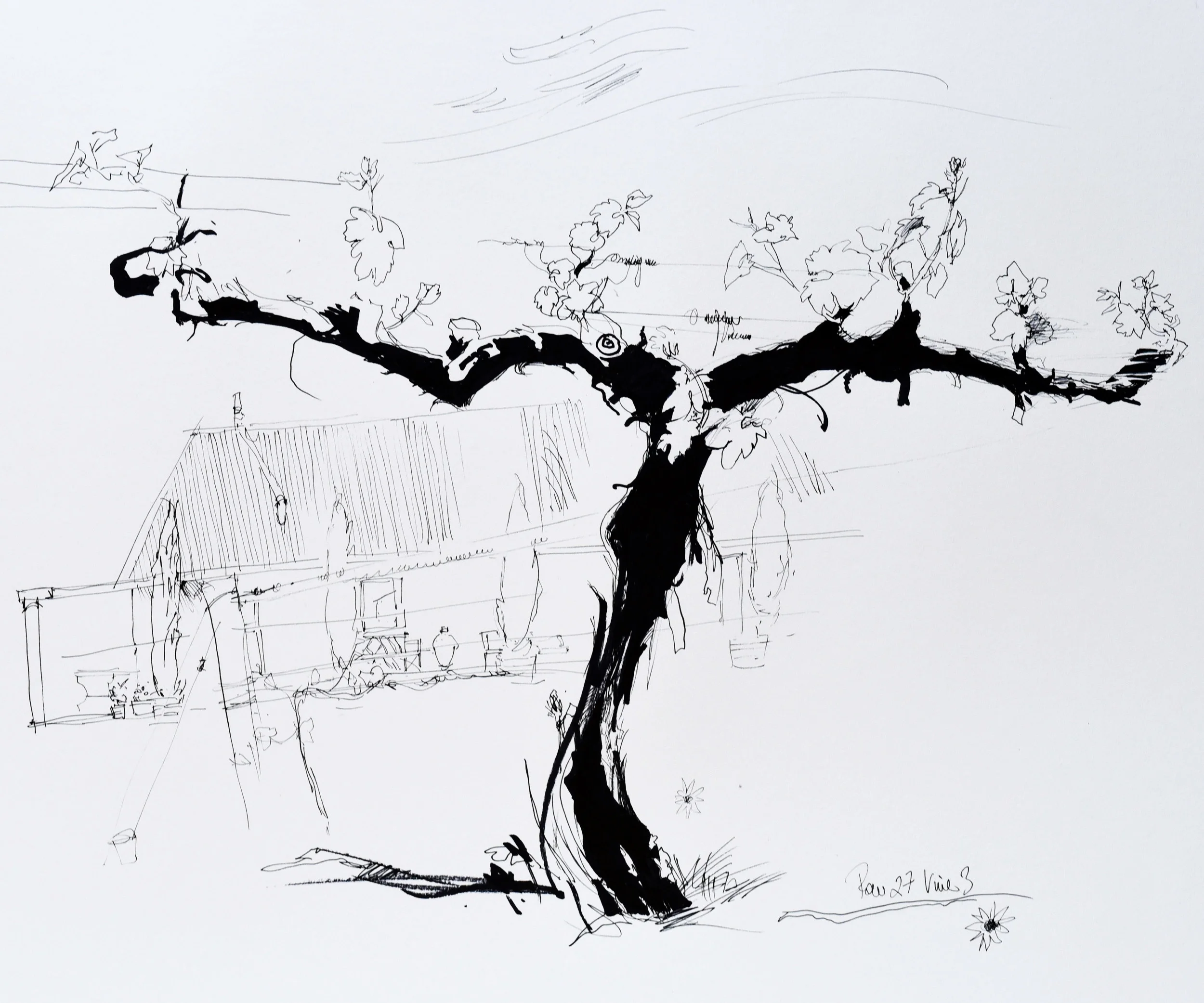 Line drawing of a vine at the Castagna Vineyard in Victoria Australia
