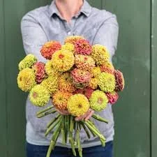 Zinnia Seedlings: Queeny Mix 6-pack