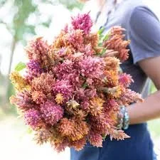 Celosia Seedlings: Rainbow Sherbet Mix 6-pack