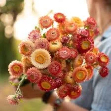 Strawflower Seedlings: Apricot Mix 6-pack